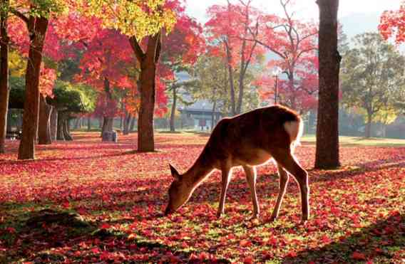 動物が主人公の小説