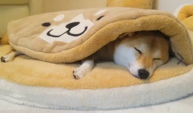 動物が主人公の小説