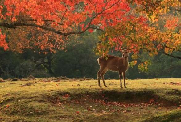動物が主人公の小説