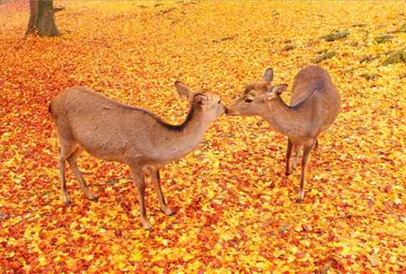 動物が主人公の小説