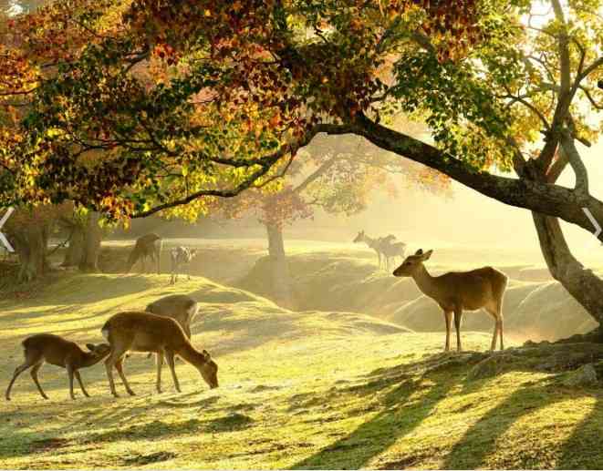 動物が主人公の小説