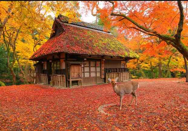 動物が主人公の小説