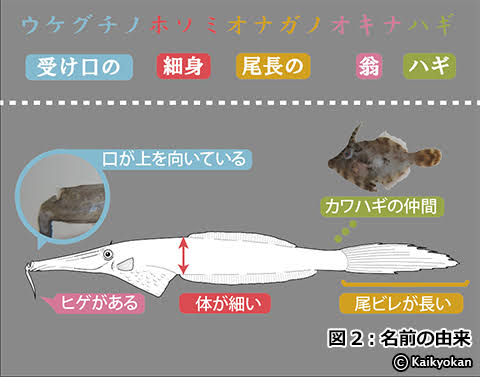 名前の由来は血を吸う妖怪「飛縁魔」　奄美沖で発見された新種