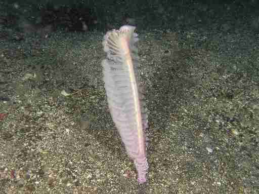 名前の由来は血を吸う妖怪「飛縁魔」　奄美沖で発見された新種