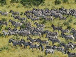 しまむらをかっこいい名前にしてみるトピ