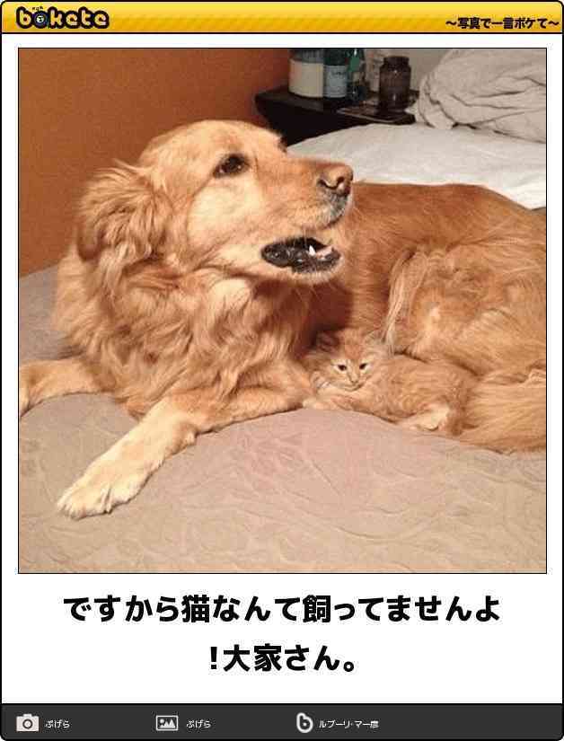 boketeで1000コメ以上を目指そう！！Part3