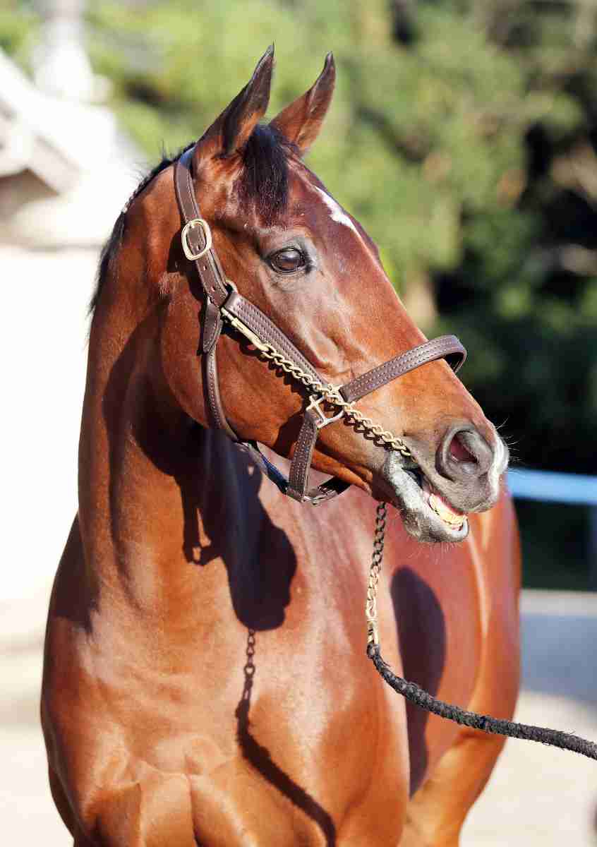 【天皇賞・秋】歴史的快挙！アーモンドアイが牝馬初の連覇＆史上最多の芝G18勝目　ルドルフやディープら名馬も果たせなかった“壁”突破