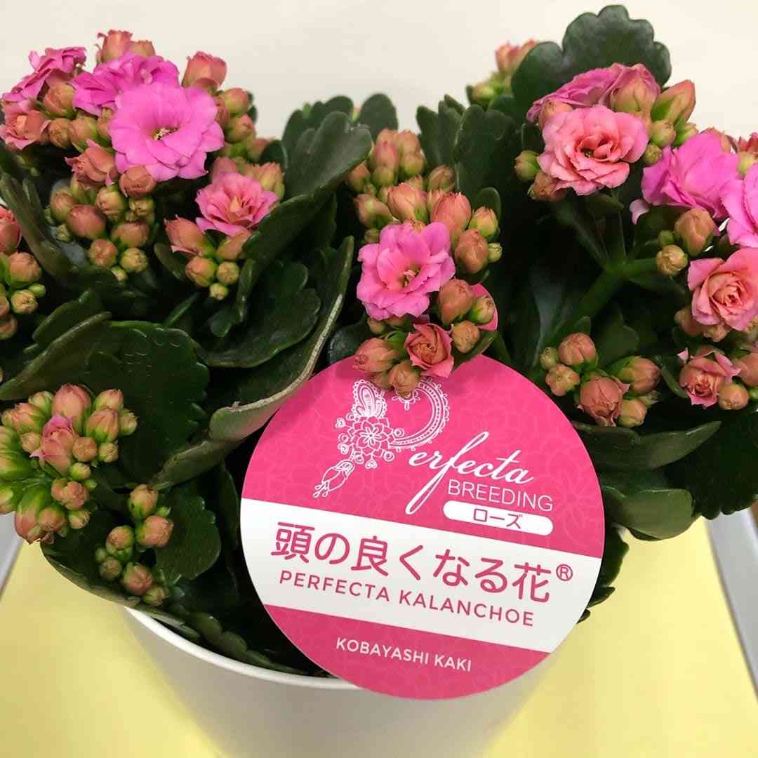 何度見てもじわじわくる画像part4