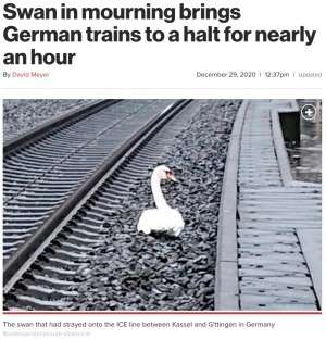 仲間の死を悼む白鳥、線路内を離れようとせず電車が遅延「なんという悲劇...」