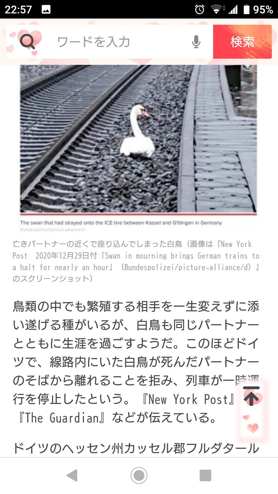仲間の死を悼む白鳥、線路内を離れようとせず電車が遅延「なんという悲劇...」