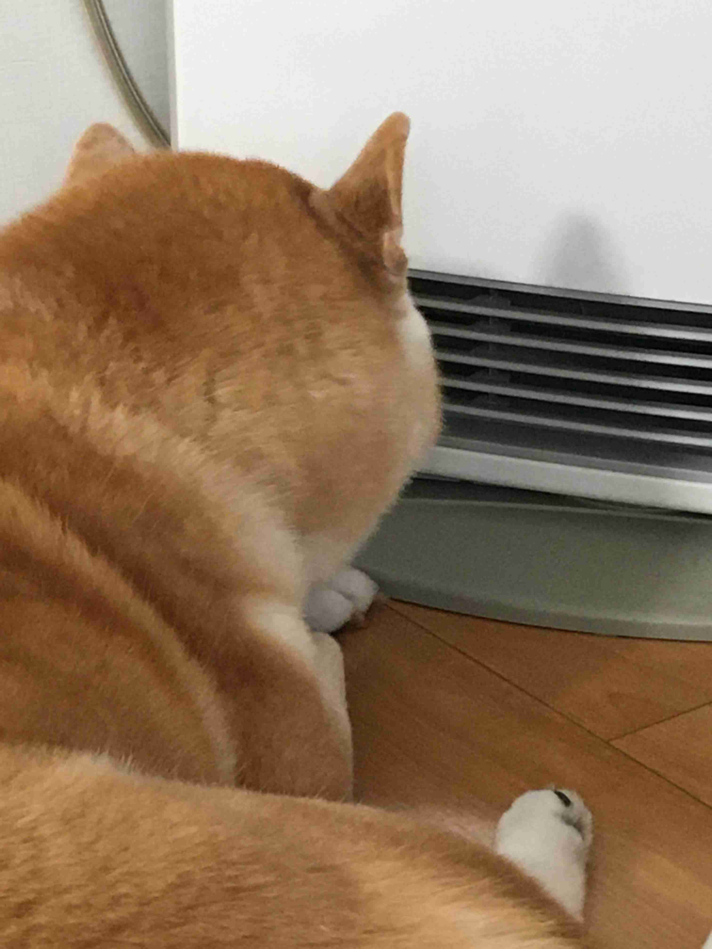 大好きなストーブが解禁された犬 背中からあふれ出る至福のひと時感 ガールズちゃんねる Girls Channel