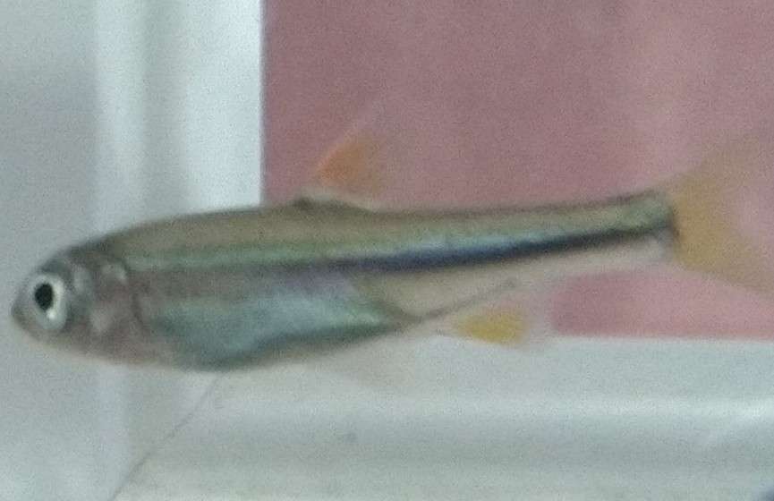メダカ飼育してる人語りませんか？