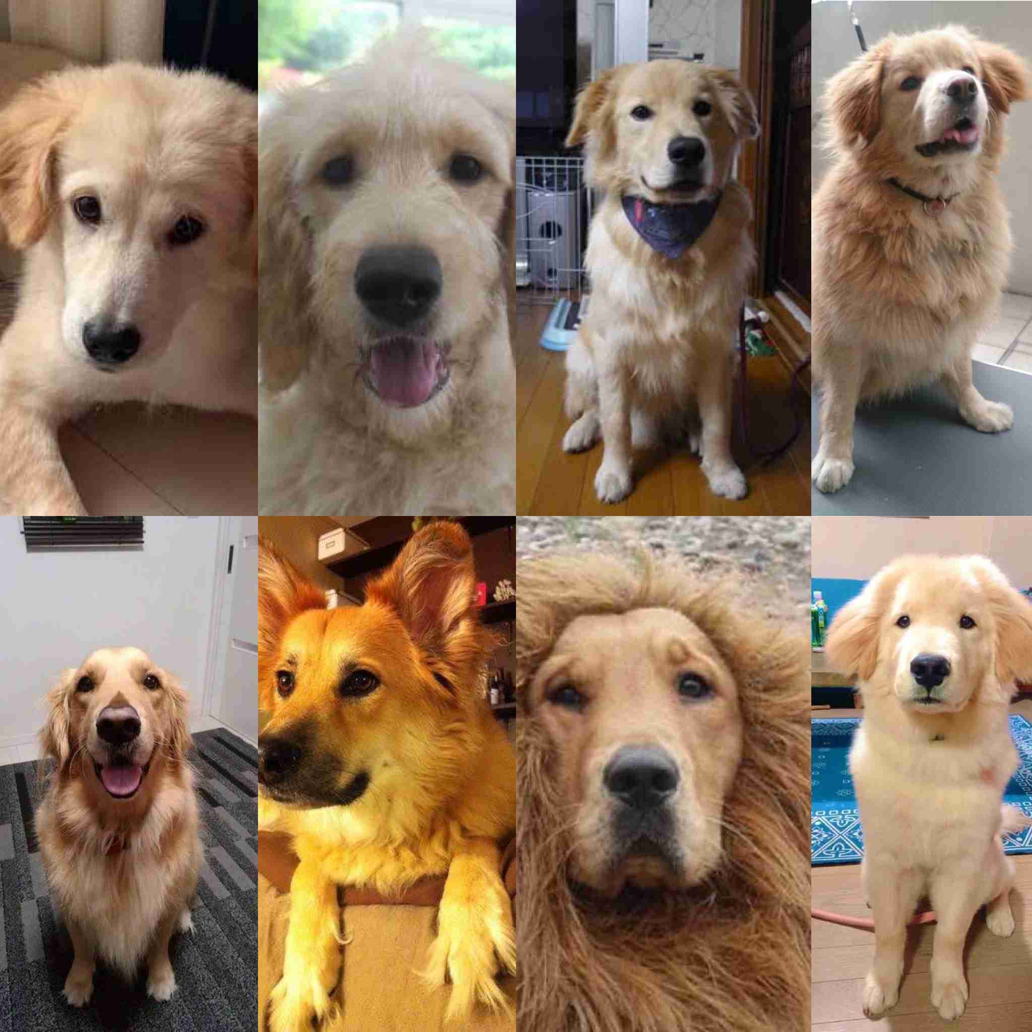 可愛らしさがほとばしる!秋田犬の血も引くゴールデンレトリバーがモフモフしていてぬいぐるみ感ハンパない