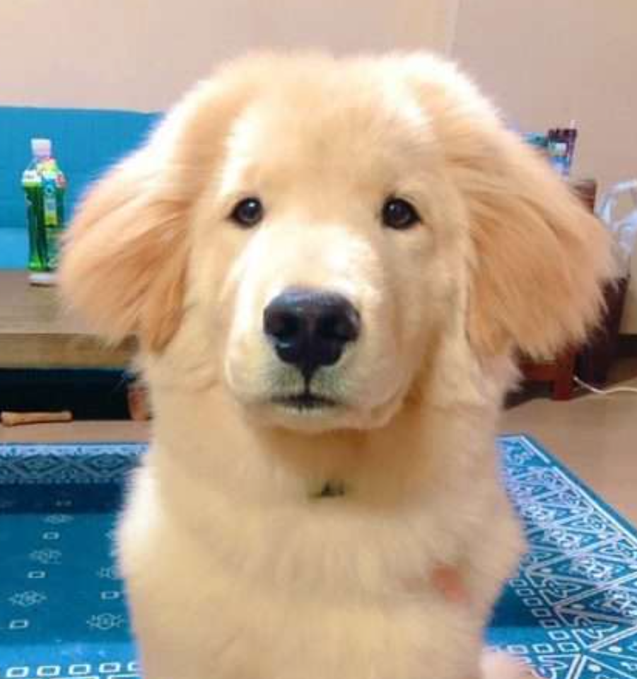 可愛らしさがほとばしる!秋田犬の血も引くゴールデンレトリバーがモフモフしていてぬいぐるみ感ハンパない
