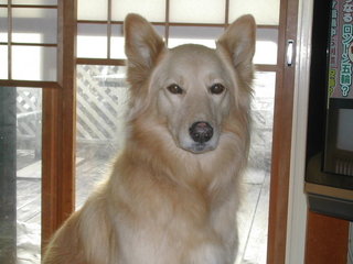 可愛らしさがほとばしる!秋田犬の血も引くゴールデンレトリバーがモフモフしていてぬいぐるみ感ハンパない