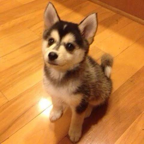 可愛らしさがほとばしる!秋田犬の血も引くゴールデンレトリバーがモフモフしていてぬいぐるみ感ハンパない