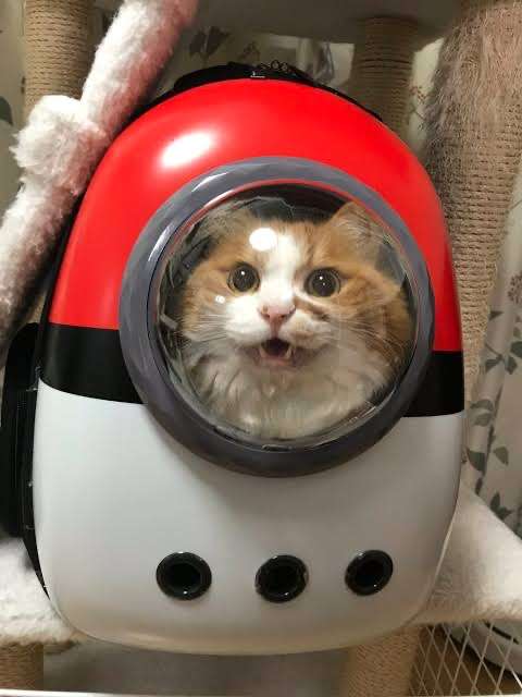 災害時ペットの対策