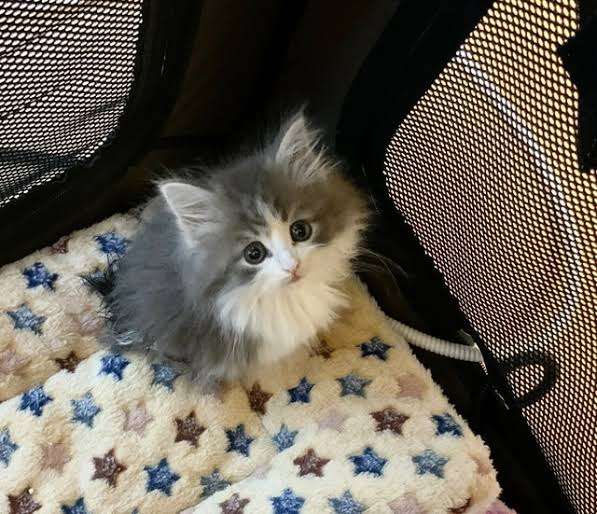 「写真加工？」と言われるほど巨大な猫　飼い主は「抱きしめがいがあるの！」（英）
