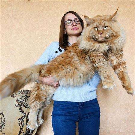 「写真加工？」と言われるほど巨大な猫　飼い主は「抱きしめがいがあるの！」（英）