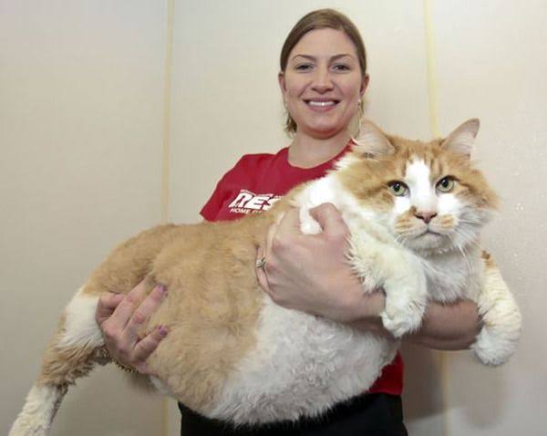 大きい猫が好き