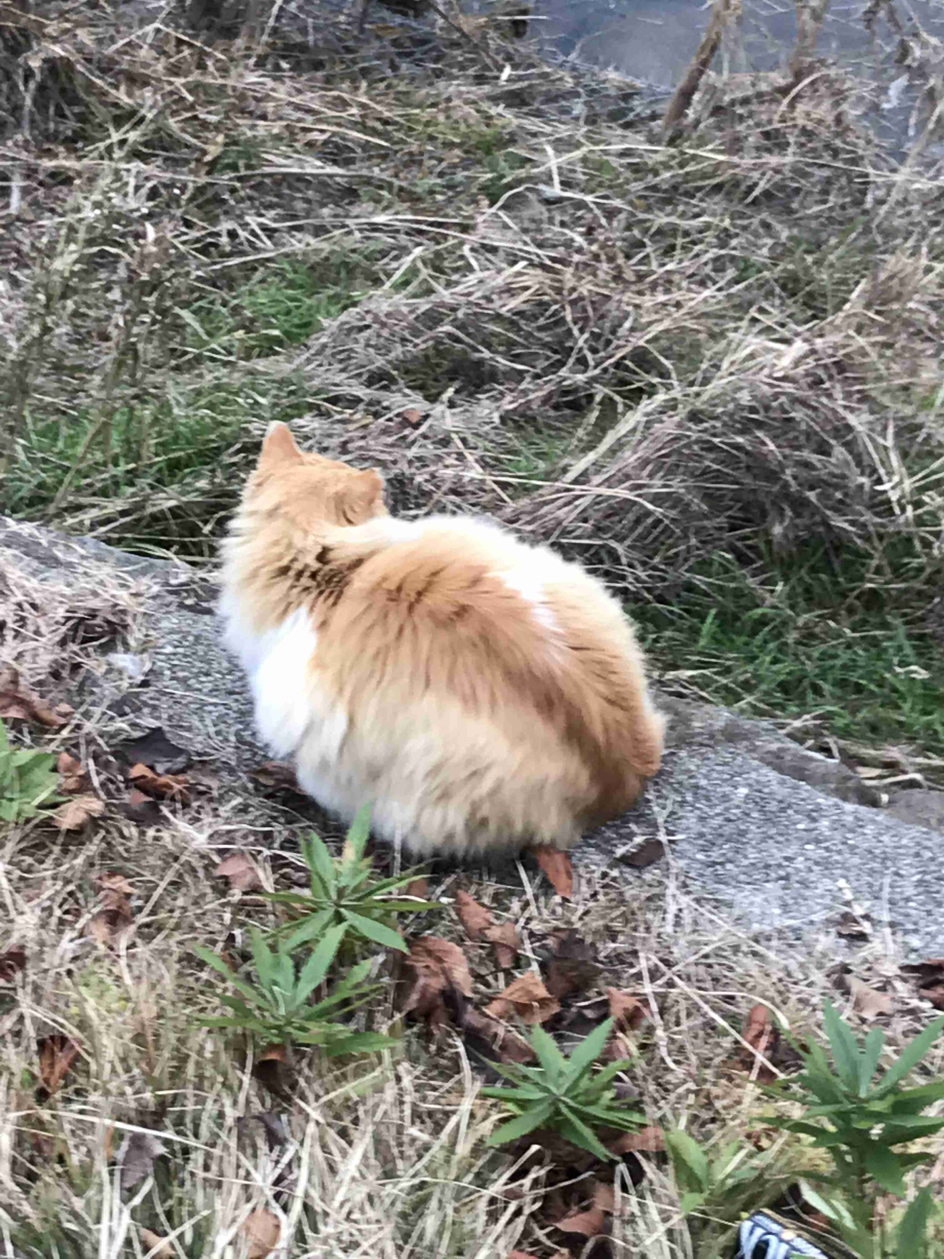 大きい猫が好き