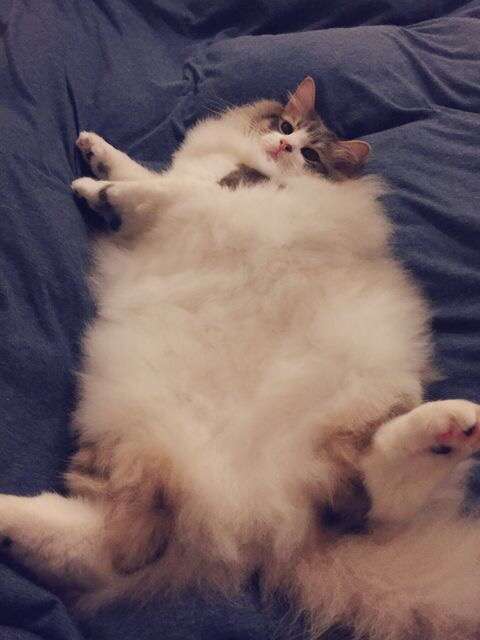 大きい猫が好き