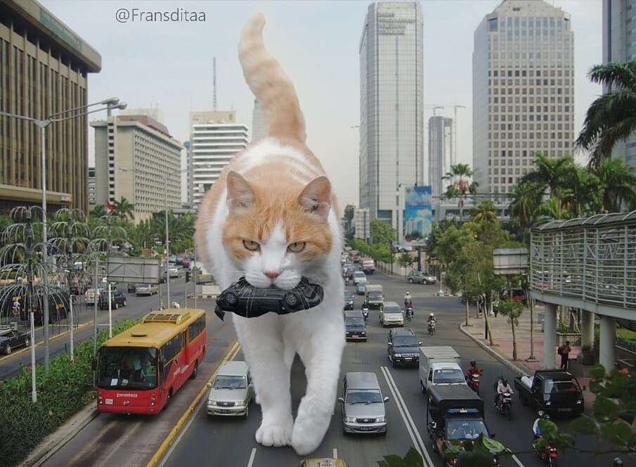 大きい猫が好き