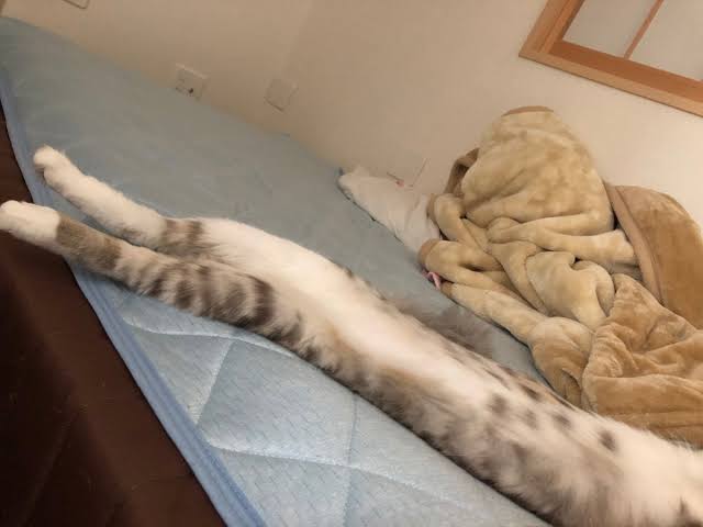 大きい猫が好き