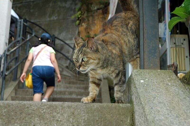 大きい猫が好き