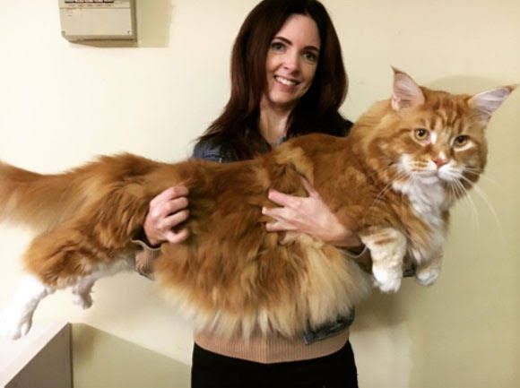 大きい猫が好き
