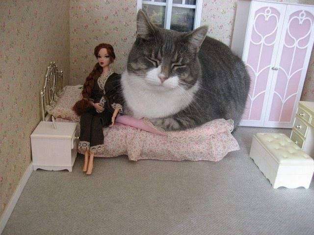 大きい猫が好き