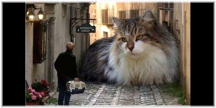 大きい猫が好き