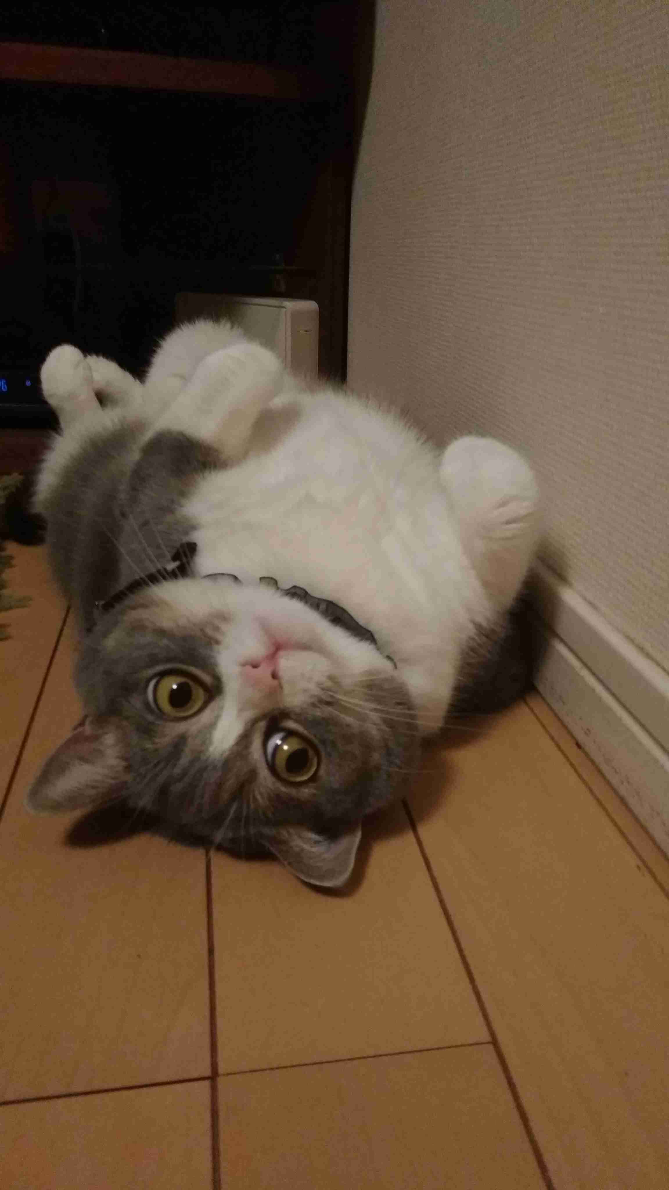 大きい猫が好き