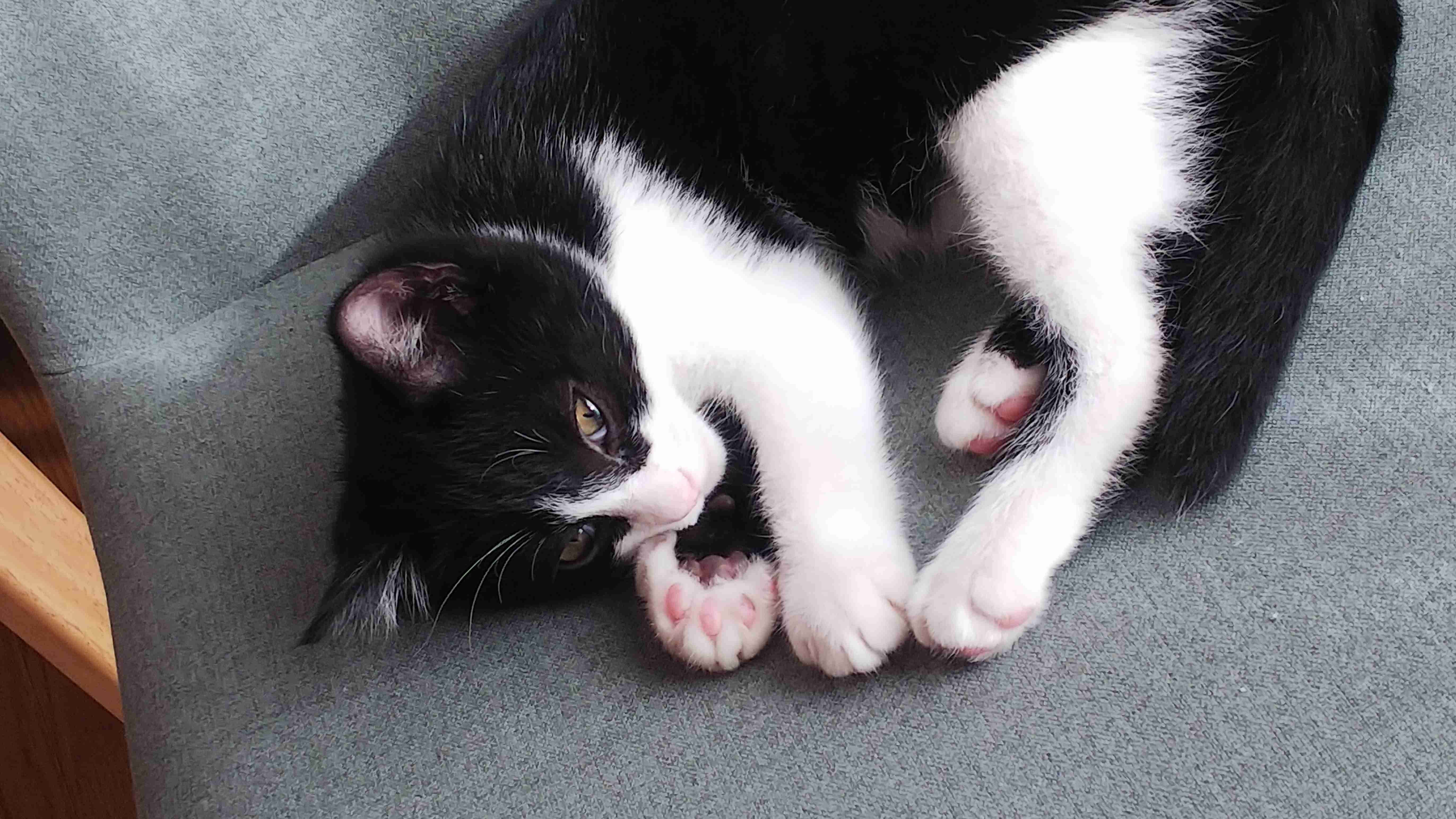 大きい猫が好き