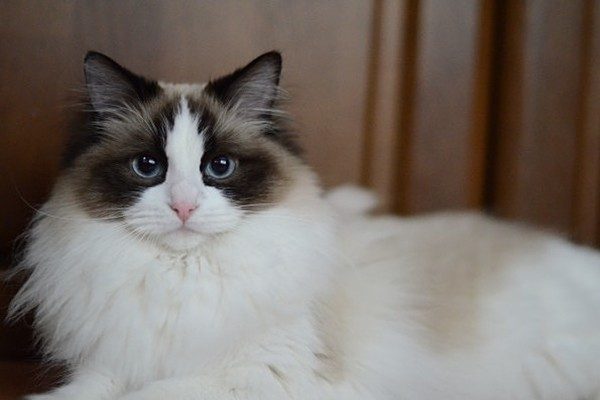 大きい猫が好き