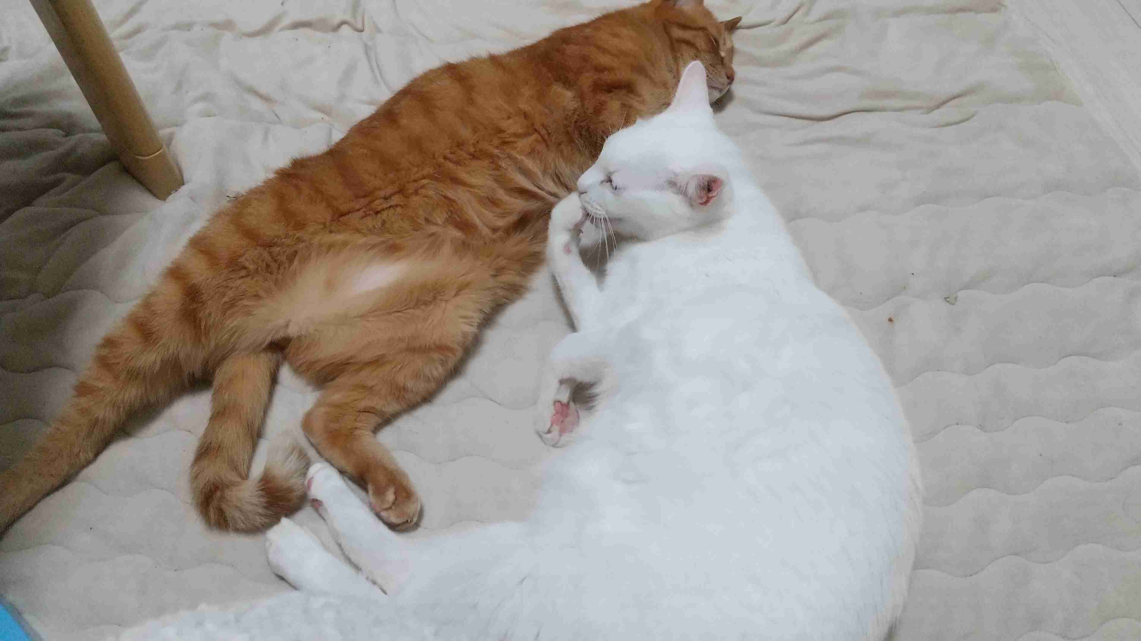 大きい猫が好き