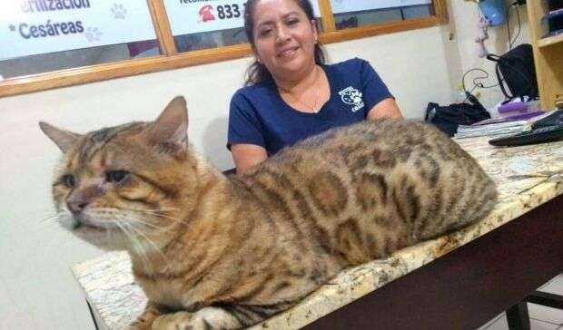大きい猫が好き
