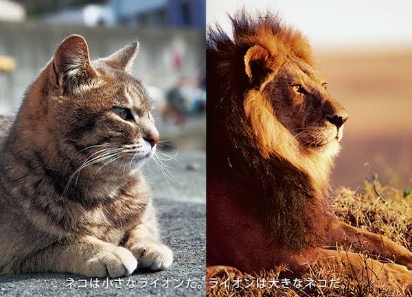 大きい猫が好き