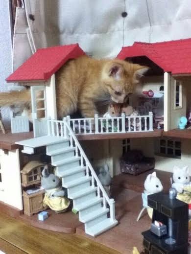 大きい猫が好き