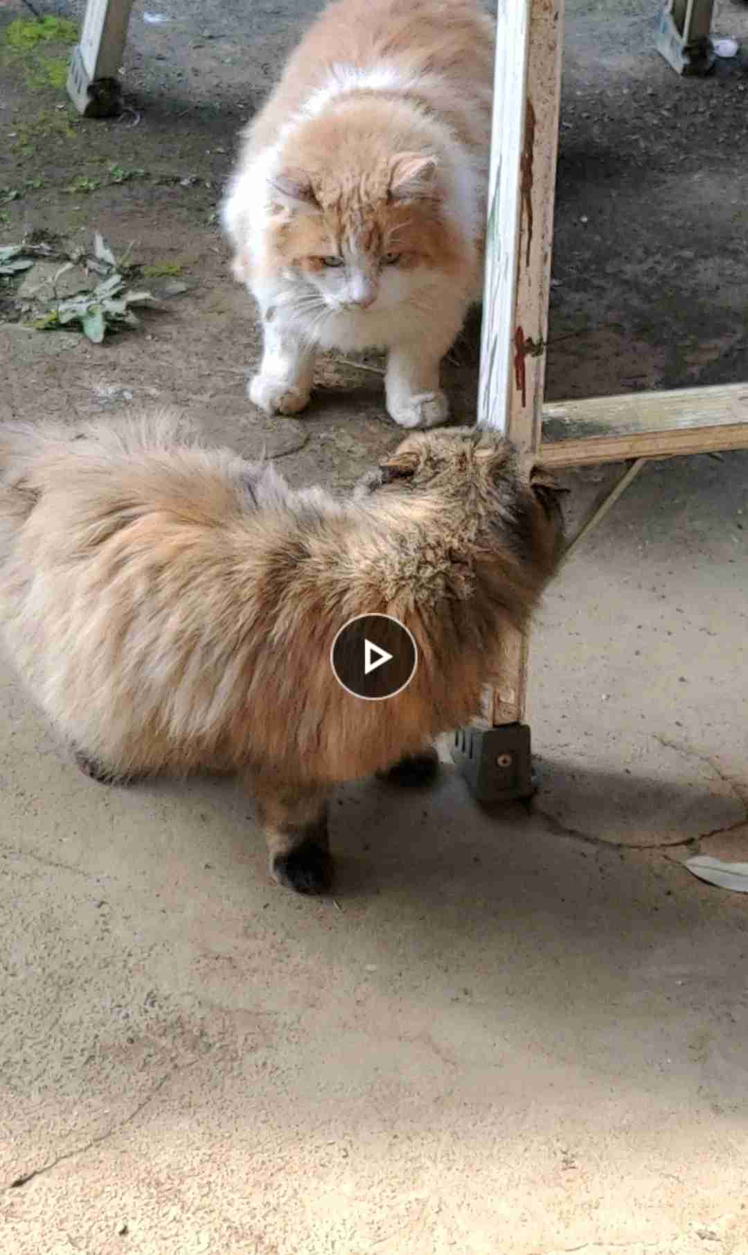 大きい猫が好き