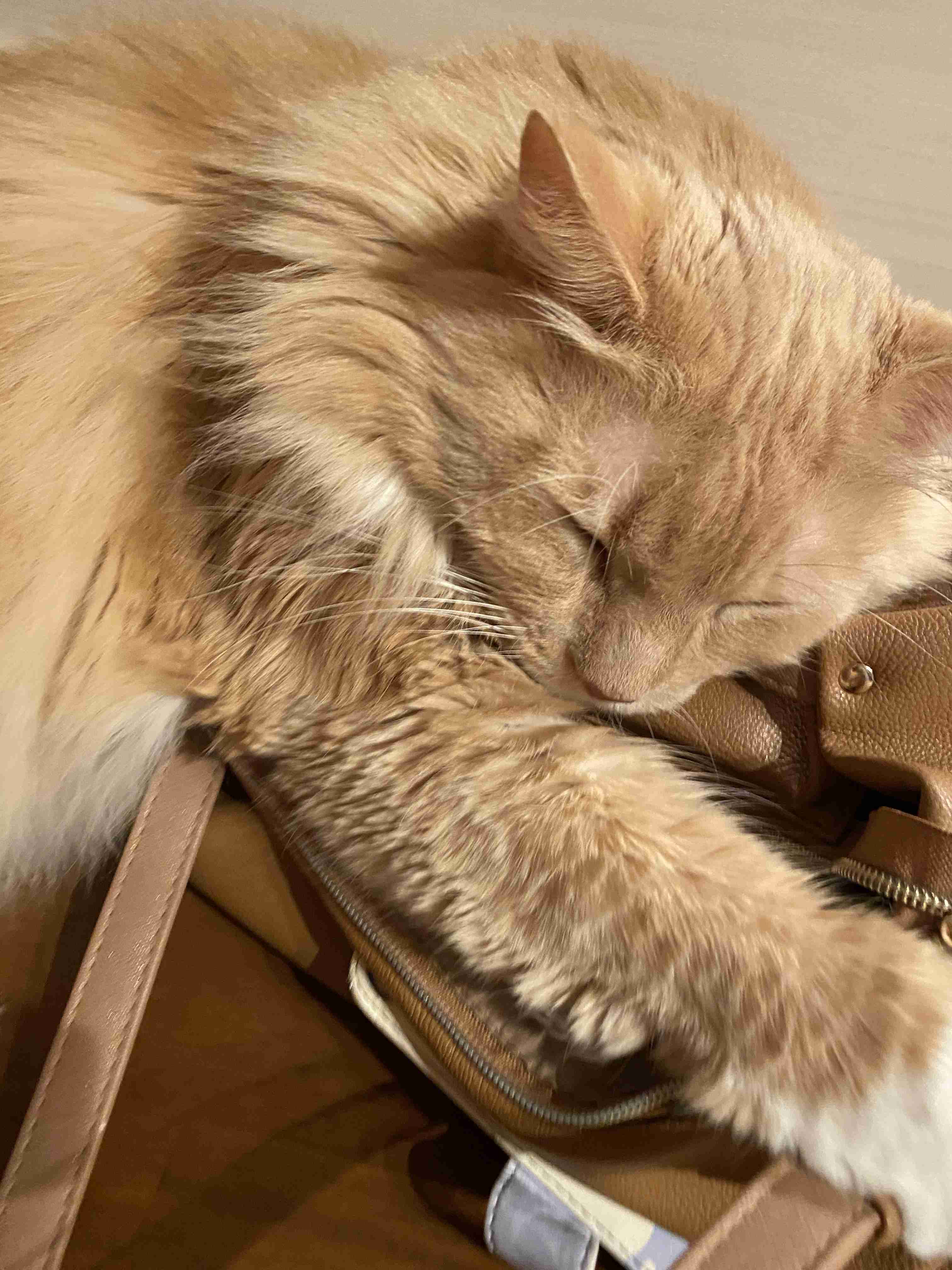 大きい猫が好き