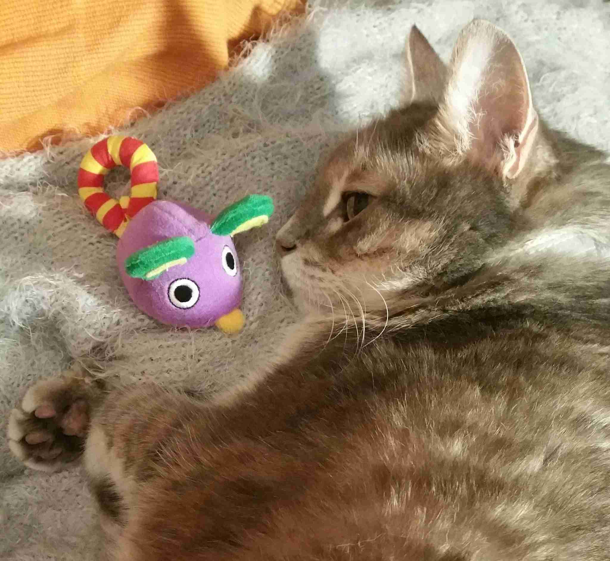大きい猫が好き