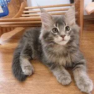 大きい猫が好き