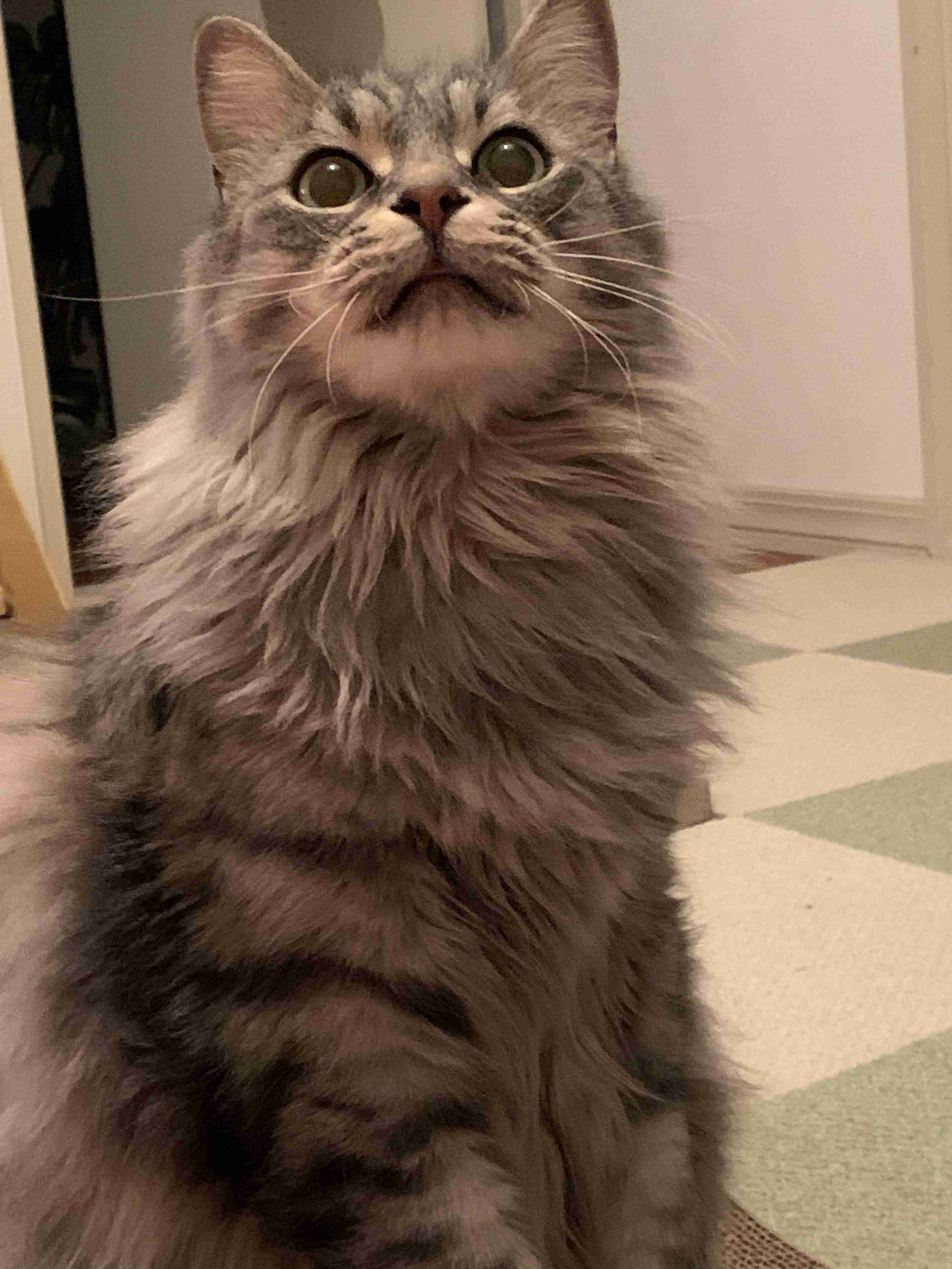 大きい猫が好き
