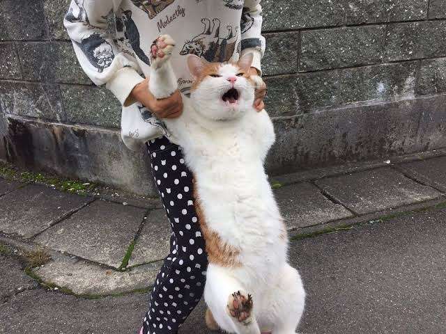大きい猫が好き