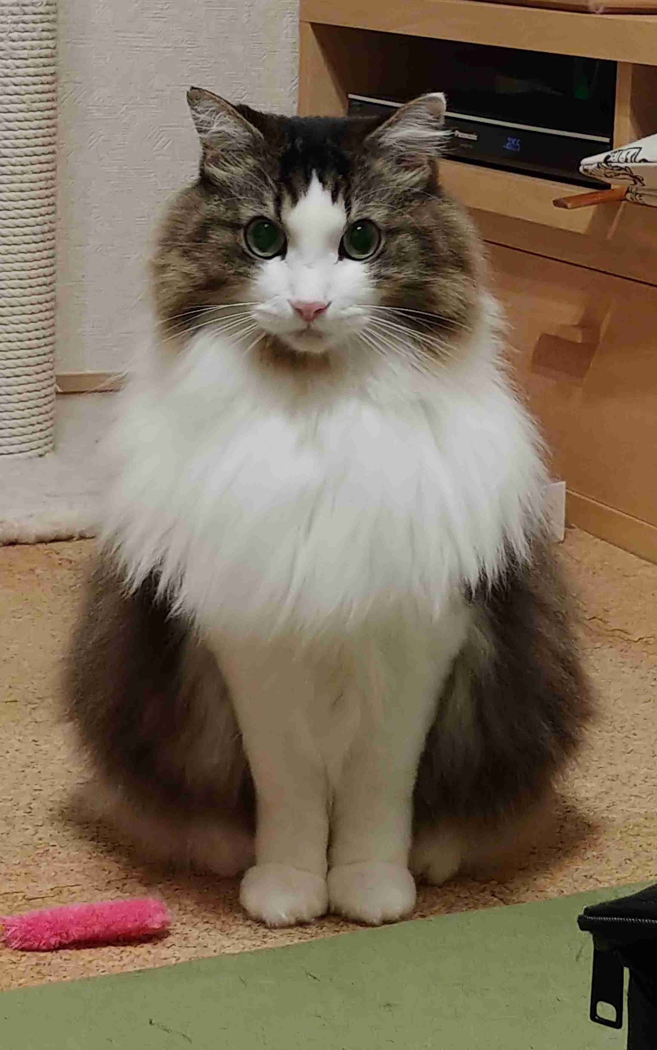 大きい猫が好き