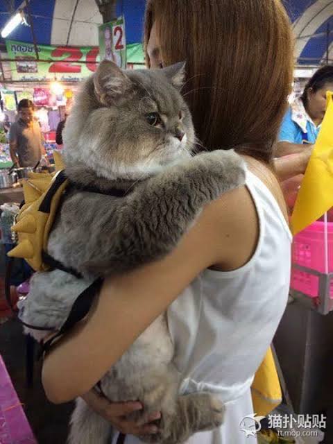 大きい猫が好き
