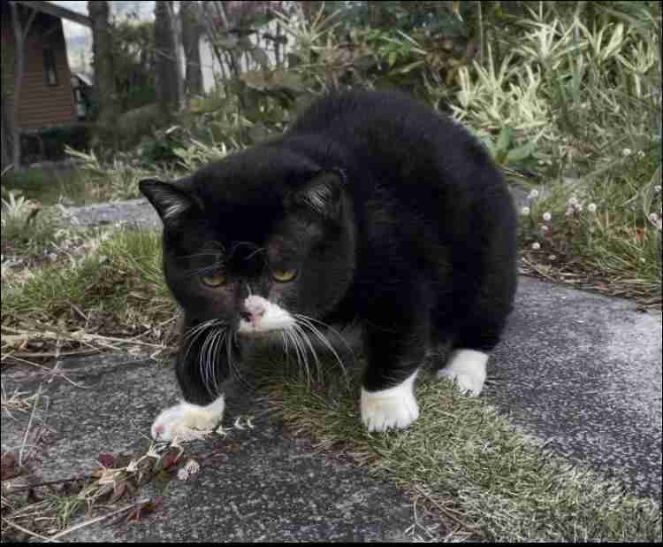 大きい猫が好き