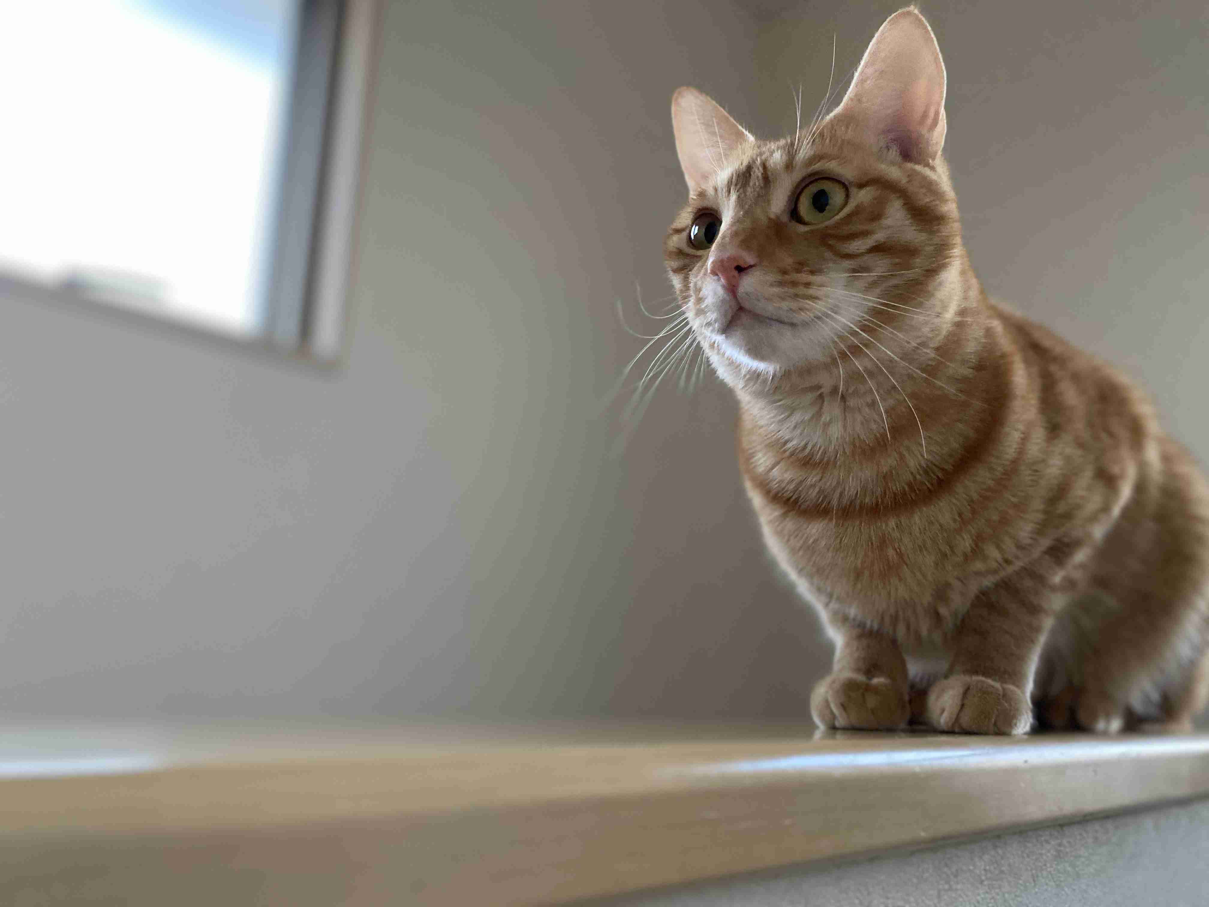 大きい猫が好き
