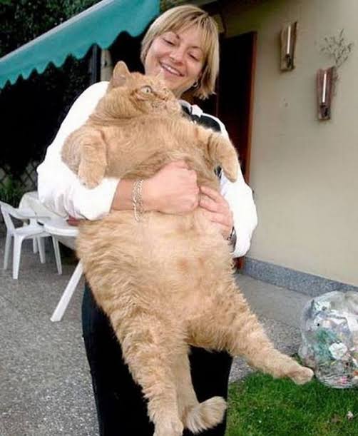 大きい猫が好き
